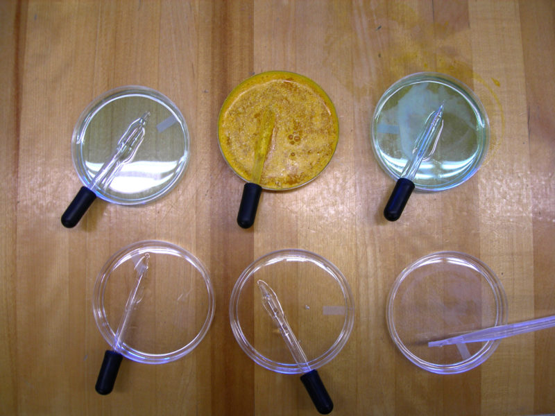 This image shows two rows of three petri dishes, each with a pipette sticking out of it. In the top row, the left and right petri dishes contain clear liquid with a slightly bluish tint. The middle petri dish contains a yellow-orange substance. Each of the petri dishes in the bottom row contains clear liquid.