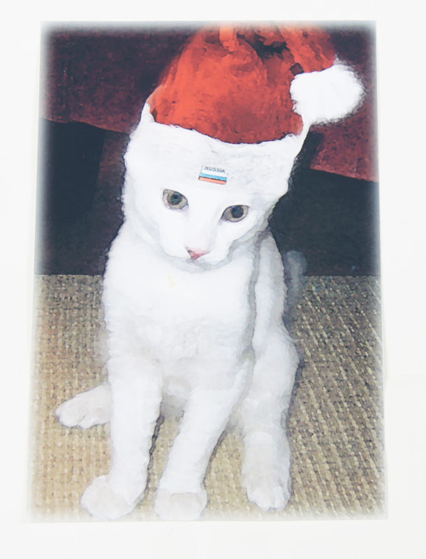 A photograph of a, thin white cat with green eyes wearing a red Santa hat.