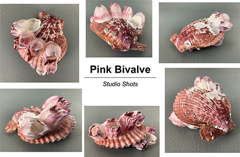 Six images of a sea shell with the text Pink Bivalve