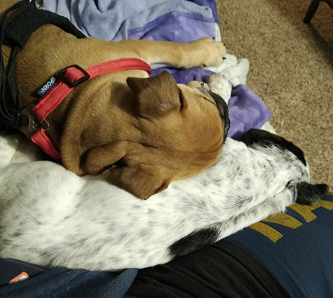 A brown dog sleeping on top of another white dog