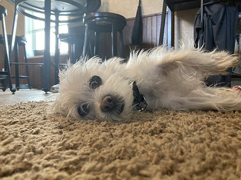 A white dog laying on its side on a shaggy brown carpet
