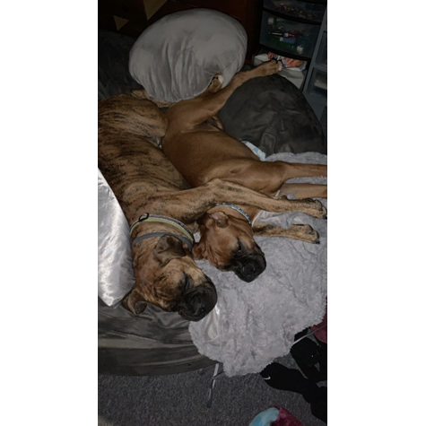 Two brown dogs laying next to one another on a blanket