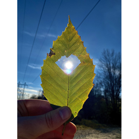 Hand holding a leaf with a hole in it