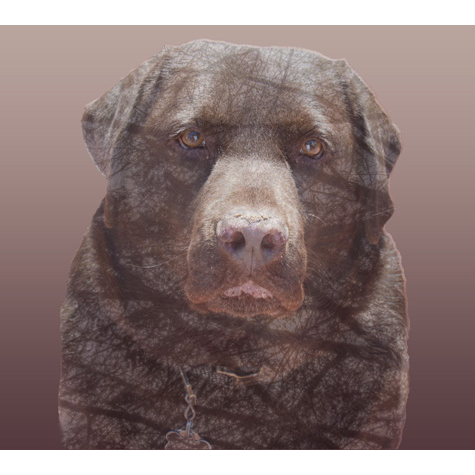 Image of a brown dog