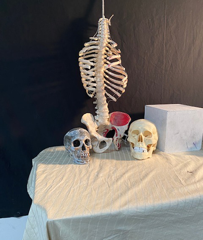 Still life image of a skeleton and skulls