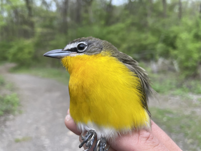 Close-up view of a yellow bird (Yellow-breasted Chat) with brown, white, and black feathers perched on a human hand.