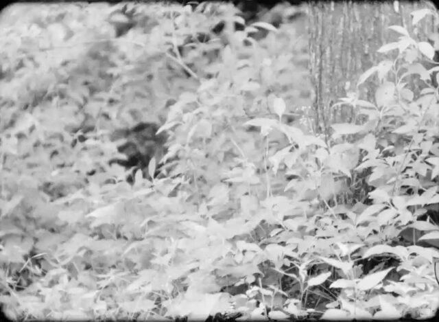 A film still of small leafed plants growing in nature. The top right of the frame has a tree.